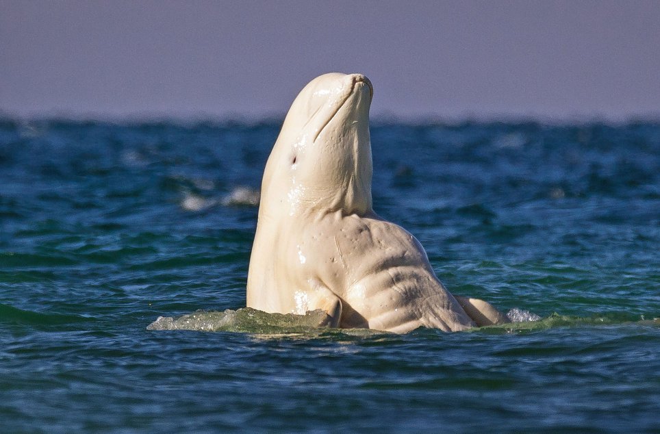 PIC BY DAVID MERRON/CATERS NEWS (Pictured: Beluga whale showing his abs to the females to impress them) - These are the incredible snaps of a buff beluga whale showing off his amazing toned beach body. The muscular whale looks pretty smug as he flexes in the water, displaying an impressive ripped six-pack. The brawny beluga found himself surrounded by a swarm of fawning females  but he only had eyes for one whale, who was clearly impressed by his show-boating as they cuddled up together. The amazing pictures were caught on camera by photographer David Merron, at the Cunningham River in Somerset Island, Canada. SEE CATERS COPY