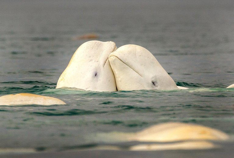 PIC BY DAVID MERRON/CATERS NEWS (Pictured: Beluga whale finds love) - These are the incredible snaps of a buff beluga whale showing off his amazing toned beach body. The muscular whale looks pretty smug as he flexes in the water, displaying an impressive ripped six-pack. The brawny beluga found himself surrounded by a swarm of fawning females  but he only had eyes for one whale, who was clearly impressed by his show-boating as they cuddled up together. The amazing pictures were caught on camera by photographer David Merron, at the Cunningham River in Somerset Island, Canada. SEE CATERS COPY