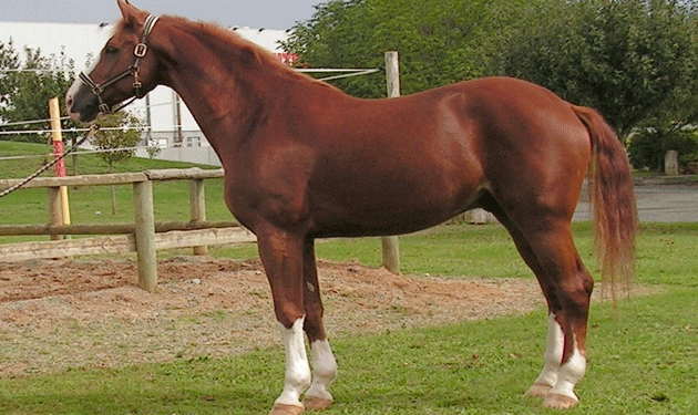 horse