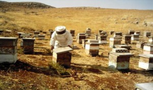 تحديات عالم النحل :التصدير السنوي لا يتخطّى 100 طن عسل