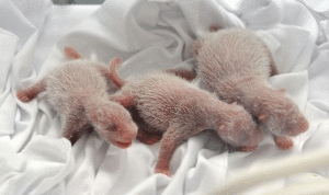 ولادة ثلاثة باندا صغار للمرة الأولى في تاريخ تربية هذا الحيوان