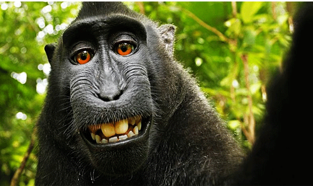 monkey-selfie