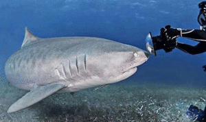 بالصور.. سمكة قرش تصطدم بكاميرا مصوِرة في أعماق جزر البهاما