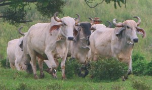 18.4 % نموًا في صادرات لحوم الأبقار البرازيلية إلى العالم العربي