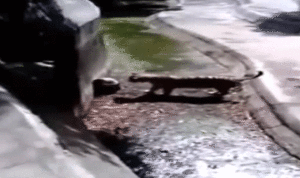بالفيديو…نمر يهاجم طالبًا في الـ20 ويقطعه إرباً