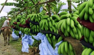 وباء يهدد زراعة الموز حول العالم