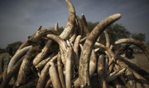 41 منظمة تطالب اوروبا بحظر تصدير العاج في اطار حماية الفيلة في افريقيا من الانقراض