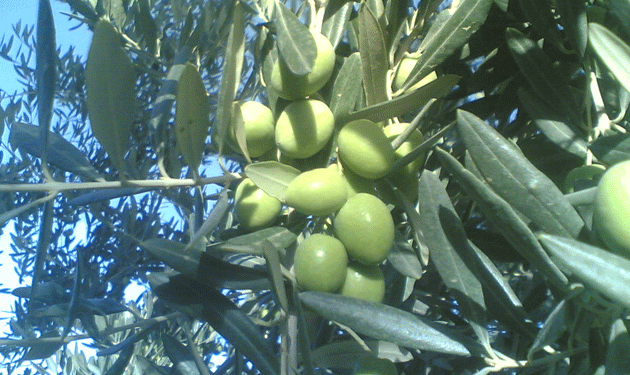 olives