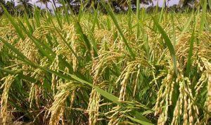 اليابان تتخذ موقفا متشددا ضد واردات الأرز في محادثات تجارية مع واشنطن