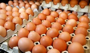 البيض الأوكراني يغزو السوق اللبنانية