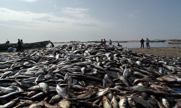 Fish-Market-in-Nouadhibou-Harbour-Mauritania