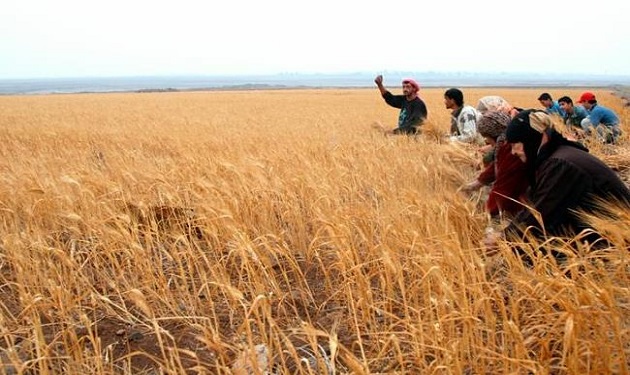 Wheat-Syria
