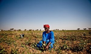 الجفاف يلتهم الأخضر في موريتانيا