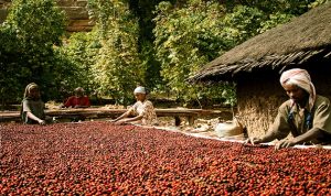 استثمارات سعودية ترفع إنتاج إثيوبيا من البن والشاي
