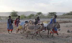 نساء كينيا ينقلن ألواح الطاقة الشمسية على ظهور الحمير