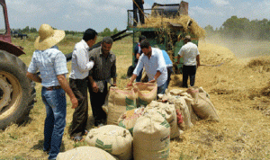مزارعو القمح خائفون على إنتاجهم: لا قرار رسمياً بشراء المحصول