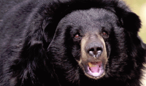 الدب الأسود يواجه خطر الصيد في فلوريدا