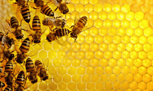 سمّ النحلة… علاج للسرطان؟