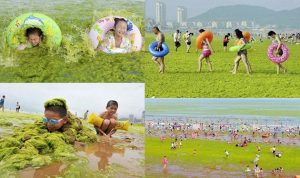 بالصور.. تعرّف على شاطئ “المد الأخضر” في الصين!!
