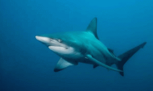 هجوم جديد لأسماك القرش في ولاية نورث كارولاينا الأميركية