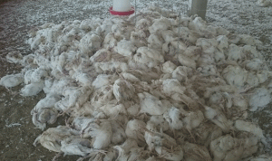 نفوق آلاف طيور الدجاج بسبب الحر