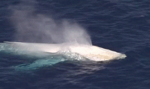 بالفيديو.. ظهور الحوت الأبيض النادر قبالة ساحل كوينزلاند