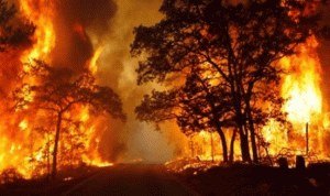 حريق قضى على 3 آلاف متر مربع من أشجار الزيتون في عكار!