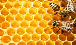 عاليه: إنتاج العسل يتراجع 80 %