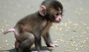 بالفيديو… الصين تفتتح أول مدرسة في العالم لتعليم القرود!