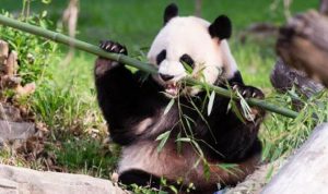 “الباندا” مي شيانغ تضع مولودها في واشنطن