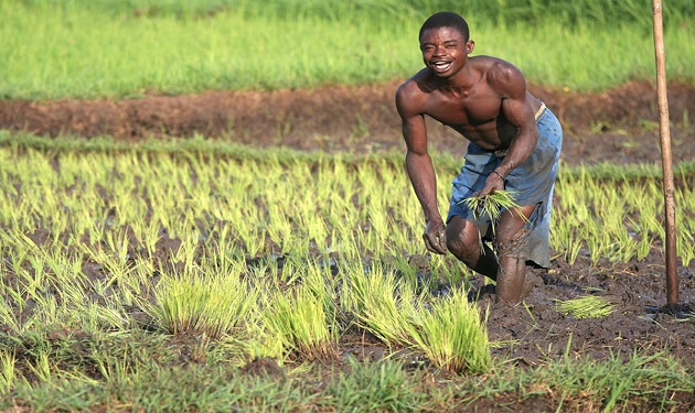 IMLebanon | الزراعة في أفريقيا “بحاجة إلى دماء شابة جديدة”