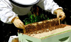دس الـ«اميتراز» في العسل: صفقة مسمومة في وزارة الـــزراعة أيضاً