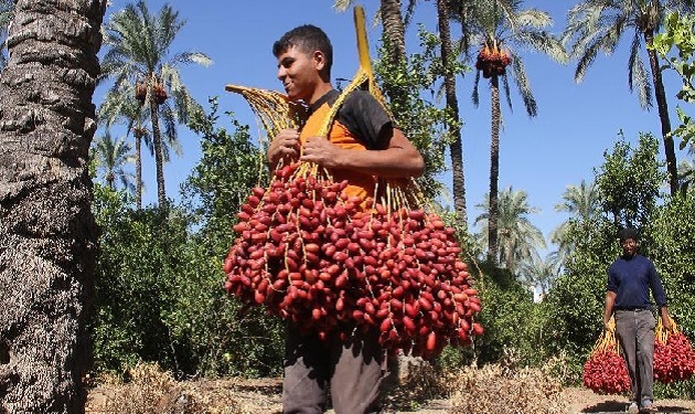 Dates-harvest-Gaza
