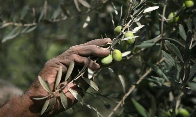 Olive-Palestine