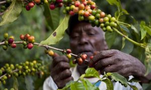 كينيا تُصدِّر القهوة وتحتسي الشاي