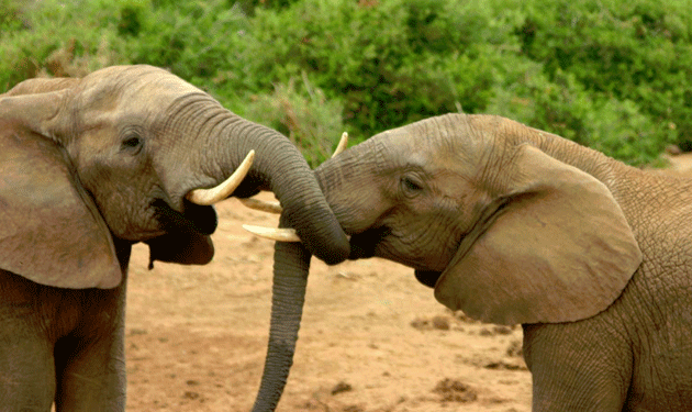 elephants-1