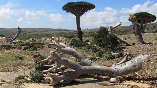 A dragon blood tree lies on the ground after a cyclone uprooted it in Yemen's Socotra island November 10, 2015. Cyclone winds and rain killed up to six people on Yemen's Socotra island before hitting the mainland on Tuesday, the second such storm there in a week, the United Nations said. Cyclone Megh first struck the island on Sunday, going on to injure an estimated 60 people and damage houses, the main power station and hospital, the U.N. humanitarian office OCHA said, in an area where cyclones were virtually unheard of before this month. REUTERS/Stringer        EDITORIAL USE ONLY. NO RESALES. NO ARCHIVE