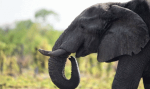 في الهند… صاعقة برق تقتل 18 فيلاً!