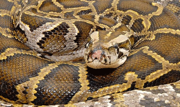 python-snake