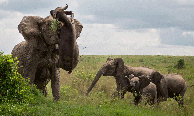 Elephant