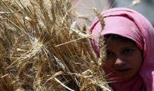 مصر تربك سوق القمح العالمية