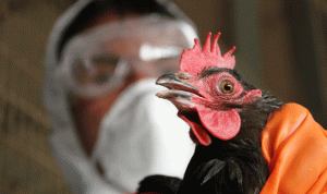 تسجيل أول حالة لفيروس انفلونزا الطيور في المغرب
