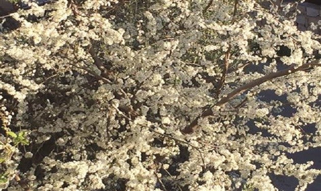 almonds-blossom