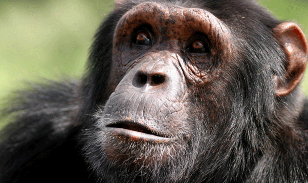 chimpanzee