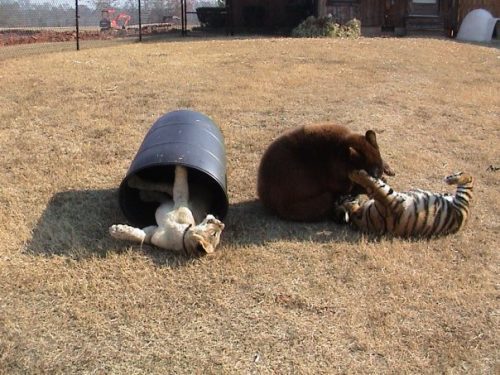 lion-tiger-bear-living-together-9