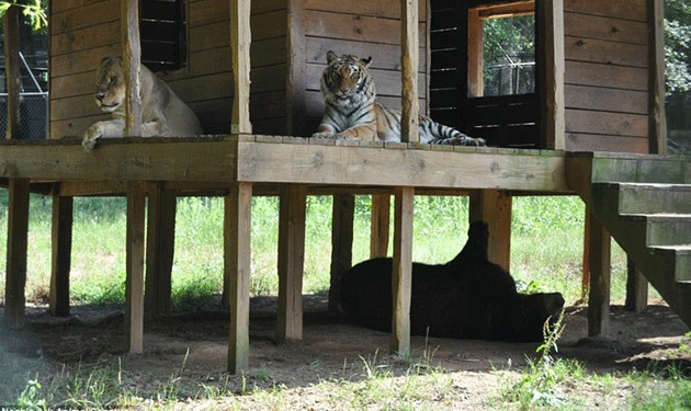 tiger-lion