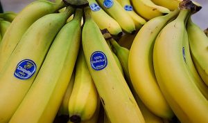 «طاعون الموز» يهدد صناعة عالمية حجمها 36 مليار دولار