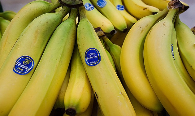 يشكل الموز من نوعية "كافينديش" 95 في المائة من سوق تصدير الموز في العالم، مستفيدا من قدرته على الصمود خلال الرحلات البحرية الطويلة ومن شكله الجذاب وحجمه الكبير.