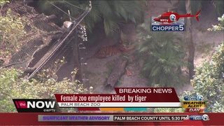 Female_zoo_employee_killed_by_tiger_at_P_0_36302233_ver1.0_320_240