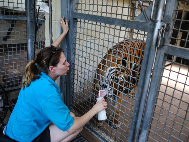 WPTV-Stacey-Konwiser-with-tiger_1460762998085_36314290_ver1.0_640_480